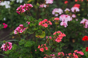 Pink and red flowers of geraniums planted in the ground