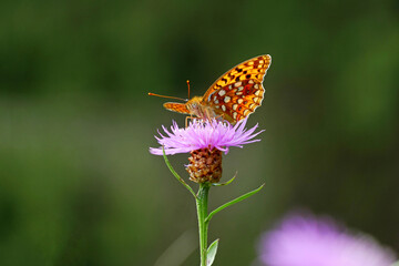 Feuriger Perlmuttfalter (Fabriciana adippe)