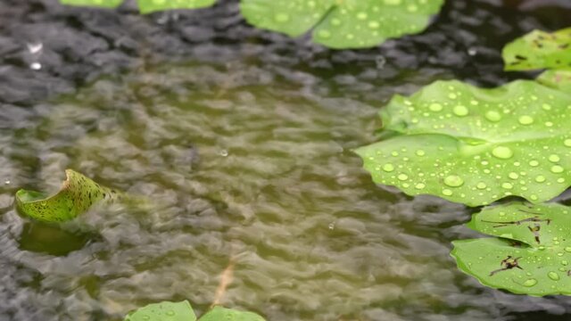 Rain falling in the pond. Rain dizzling on the surface of water in the pond, drops of water on lotus leaves.