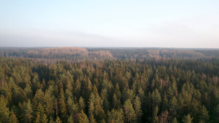 Aerial drone view, shot over the coniferous autumn forest.