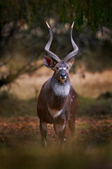 Mountain nyala, Tragelaphus buxtoni, or balbok antelope in the nature habitat. Big wild animal in...