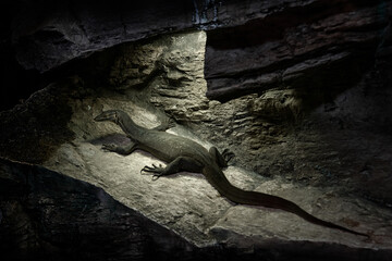 Mertens Water Monitor, Varanus mertensi, semiaquatic, a strong swimmer. Lizard in the dark rock...