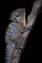 Crowned forest dragon, Lophosaurus dilophus, or Indonesian forest dragon, is a large arboreal agamid lizard found in New Guinea and the Moluccan islands. Asia wildlife.