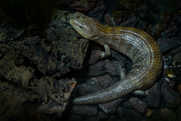 Tanimbar Blue-tong Skink, Tiliqua scincoides chimaerea, reptile lizar from Australia. Skink in the nature habitat, dark cave in the forest. Big lizard in nature.