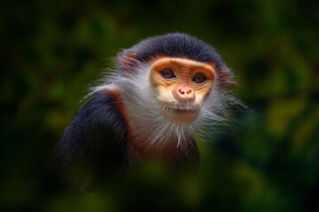 Vietnam wildlife. Red-shanked douc langurs, Pygathrix namaeus, detail portrait of cute rare andemic monkey in the nature habitat. Head portrait of langur, wildlife Asia. Monkey in tropic forest. © ondrejprosicky