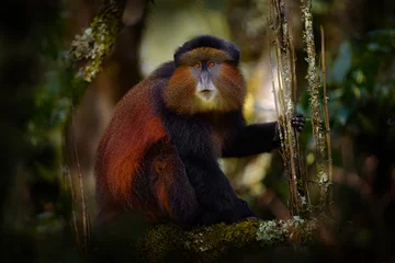 Gardinen Affe Golden monkey, Cercopithecus kandti, Golden Mgahinga Gorilla National Park in Uganda. Rare endemic animal from Africa nature, willlife from Virunga volcanic mountains. Golden monkey in habitat.  © ondrejprosicky
