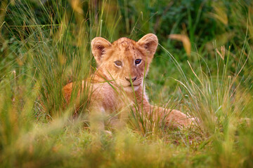 Cute lion cub, African danger animal, Panthera leo, detail Uganda Africa. Cat in nature habitat....