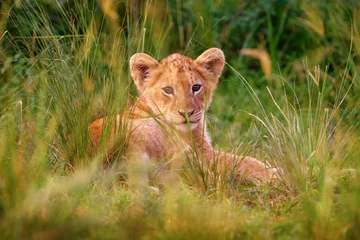 Fototapeten Cute lion cub, African danger animal, Panthera leo, detail Uganda Africa. Cat in nature habitat. Wild lion in the grass habitat, sunny evening hot day. © ondrejprosicky