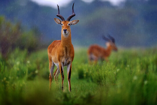 Ugandan kob, Kobus kob thomasi, rainy day in the savannah. Kob antelope in the green vegetation during the rain, Queen Elizabeth NP in Uganda, Africa. Cute antelope in the nature habitat, wildlife.