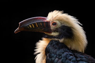 Visayan hornbill, Penelopides panini, in the dark forest. Hornbill, close-up detail from tropic jungle, Balinsasayao Twin Lakes Natural Park, Sibulan, Negros Oriental, Philippines. Wildlife Asia.