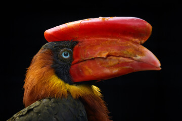 Red bill hornbill detail portrait. Northern rufous hornbill, Buceros hydrocorax, Philippine bird in the dark forest habitat. Head with red big beak of bird in jungle, wildlife. Rufous hornbill, Asia