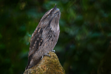 Tawny frogmouth, Podargus strigoides, frogmouth bird native to the Australian mainland and Tasmania. Cute curious owl like bird sitting on the stone in the forest, Australia wildlife. Potoo in dark.