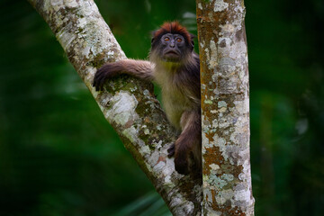 Ugandan red colobus, Piliocolobus tephrosceles, rufous head grey monkey sitting on tree trunk in tropic forest. Red colobus in vegetation habitat, Kibale Forest NP in Uganda, Africa. Wildlife nature.