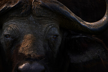 Uganda buffalo. Detail of bull horny head in savannah, Uganda. Wildlife scene from African nature. Brown fur of big buffalo. Horn on the big bull head. Close-up portrait.