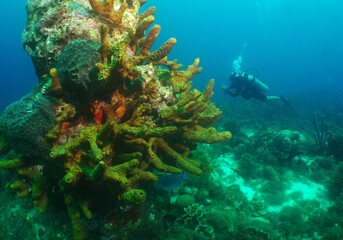 Naklejka na ściany i meble scuba diver , caribbean sea , Curacao island