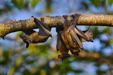 Straw-coloured fruit bat, Eidolon helvum, on the the tree during the evening, Kisoro, Uganda in Africa. Bat colony in the nature, wildlife. Travelling in Uganda.