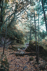 trails covered in leaves in fall.