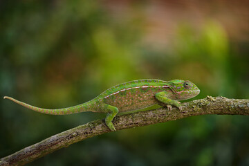 carpet chameleon (Furcifer lateralis), white-lined chameleon in forest habitat. Exotic beautiful endemic green reptile with long tail from Madagascar. Wildlife scene from nature.  Female of chameleon.