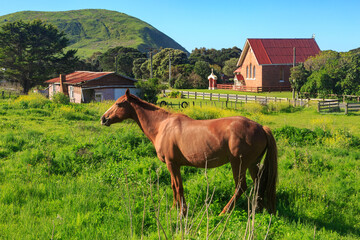 A horse in a field in the tiny settlement of Whangara in the Gisborne Region, New Zealand. In the...