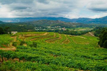 Obraz premium Viñedos de la Bodega Pazo de San Mauro integrada en la D.O. Rías Baixas, Pontevedra, Galicia