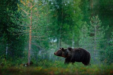 Russia wildlife. Brown bear walking in forest, morning light. Dangerous animal in nature taiga and meadow habitat. Wildlife scene from Russia. Cotton grass bloom around the lake, summer.