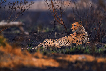 Cheetah, fire burned destroyed savannah. Animal in fire burnt place, Cheetah lying in black ash and cinders, Savuti, Chobe NP in Botswana. Hot season in Africa. African lion, male. Botswana wildlife.