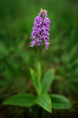 Orchis militaris, military orchid, flowering European terrestrial wild orchid in nature habitat, detail of bloom, morning sunrise, Czech Republic. Pink flower in grass, spring day in Europe