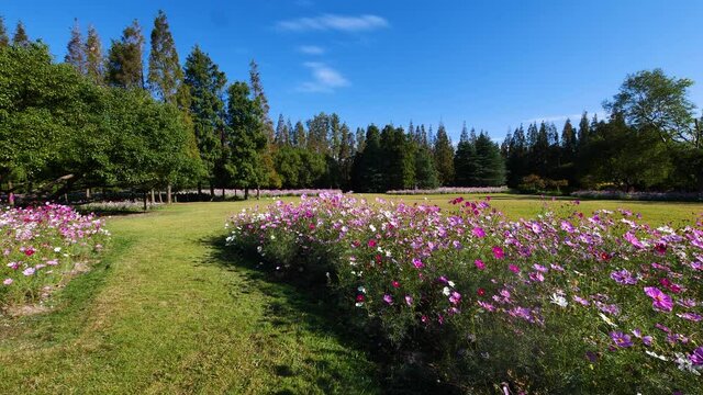 Beautiful Cosmos bipinnata (coreopsis) flower field in windy sunny day in Shanghai Bingjiang forest park, 4k slow motion footage loopable effect.
