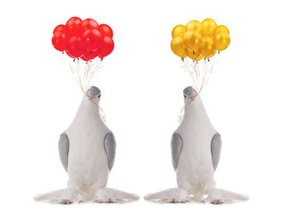 two pigeon holding balloons of gold color isolated on white background