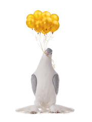 pigeon holding balloons of gold color isolated on white background