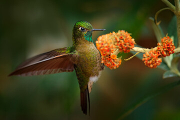 Bird with orange flower. Tyrian metaltail, Metallura tyrianthina districta, rare hummingbird from Colombia, sitting in the green vegetation with yellow flowers in the background. Wildlife nature.
