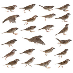 Sparrow isolated on white background in different poses