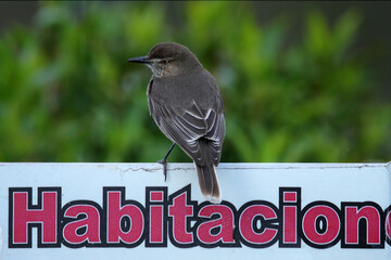 Black-billed shrike-tyrant, Agriornis montanus, grey bird from Antisana mountains national park in Ecuador. Tyrant in the nature habitat, sitting on the wooden fence in the nature. Wildlife Ecuador.