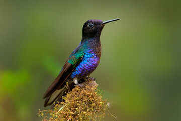 Velvet-purple Coronet, Boissonneaua jardini, dark blue and black hummingbird sitting on green lichen branch in the tropical forest. Beautiful glossy and glittering bird in the nature habitat, Ecuador.