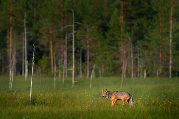 Wolf from Finland. Gray wolf, Canis lupus, in the spring light, in the forest with green leaves. Wolf in the nature habitat. Wild animal in the Russia taiga. Wildlife nature, Europe.