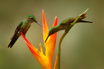 Bird sucking sweet nectar in jungle. Empress Brilliant, Heliodoxa imperatrix, beautiful hummingbird in the nature habitat. Green bird with long tail from Ecuador. Wildlife scene from tropic nature.