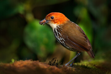 Chestnut-crowned antpitta, Grallaria ruficapilla, bird family Grallariidae, from Colombia, Ecuador and far northern Peru. Antpitta in the nature tropic forest habitat, San Isidro, Ecuador. Brown bird.