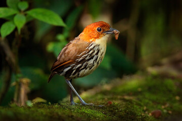 Chestnut-crowned antpitta, Grallaria ruficapilla, bird family Grallariidae, from Colombia, Ecuador and far northern Peru. Antpitta in the nature tropic forest habitat, San Isidro, Ecuador. Brown bird.