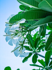 Close up white frangipani flowers with clear blue sky background.