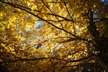 Riserva naturale integrale Piaie Longhe-Millifret in autunno, Foresta del Cansiglio, Italia