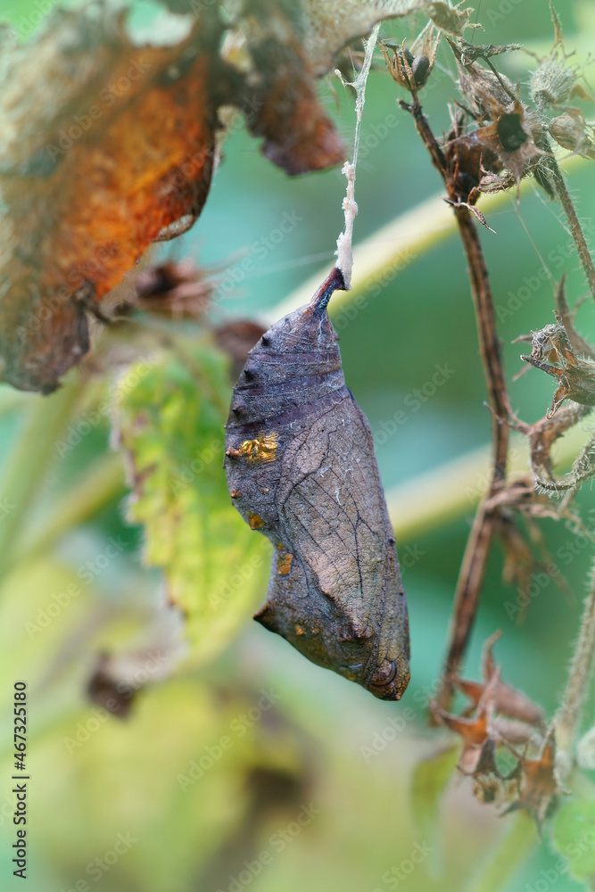 Poster closeup on a cocoon of the vanessa atalanta butterfly , hanging in the vegetation