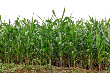 Maize field isolated on white background.