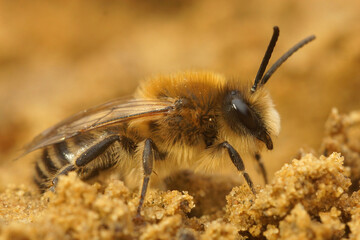 Vertical closeup of a male vernal colletes or spring mining bee , Colletes cunicularius