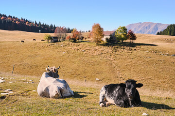 Mucche al pascolo in Cansiglio, Italia