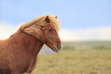 Fototapeta premium Wild horses,Iceland horses , South Coast, Iceland