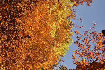 Riserva naturale integrale Piaie Longhe-Millifret in autunno, Foresta del Cansiglio, Italia