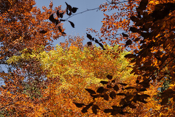 Fototapeta na wymiar Riserva naturale integrale Piaie Longhe-Millifret in autunno, Foresta del Cansiglio, Italia