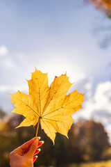 Hand-held autumn leaf
