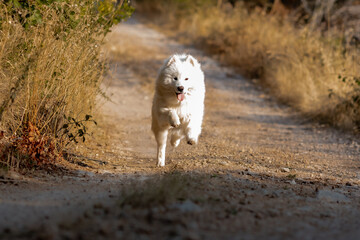 Adorable samoyed in the mountain