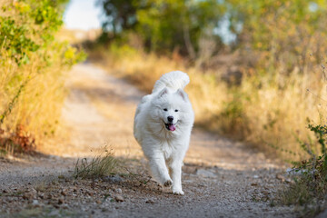 Adorable samoyed in the mountain